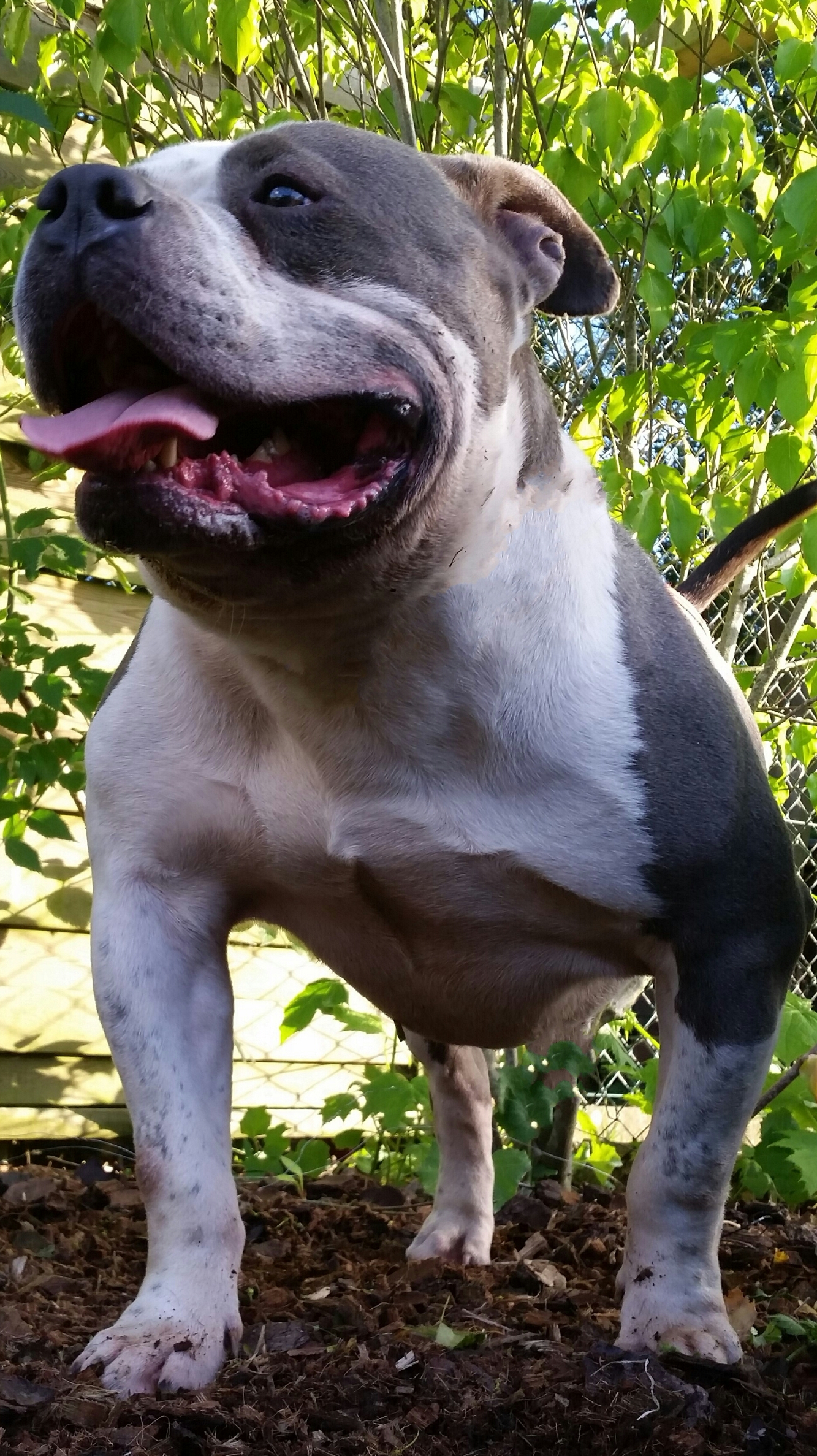 American Bully Kennel The Falcon Lionheart Bloodline Micron