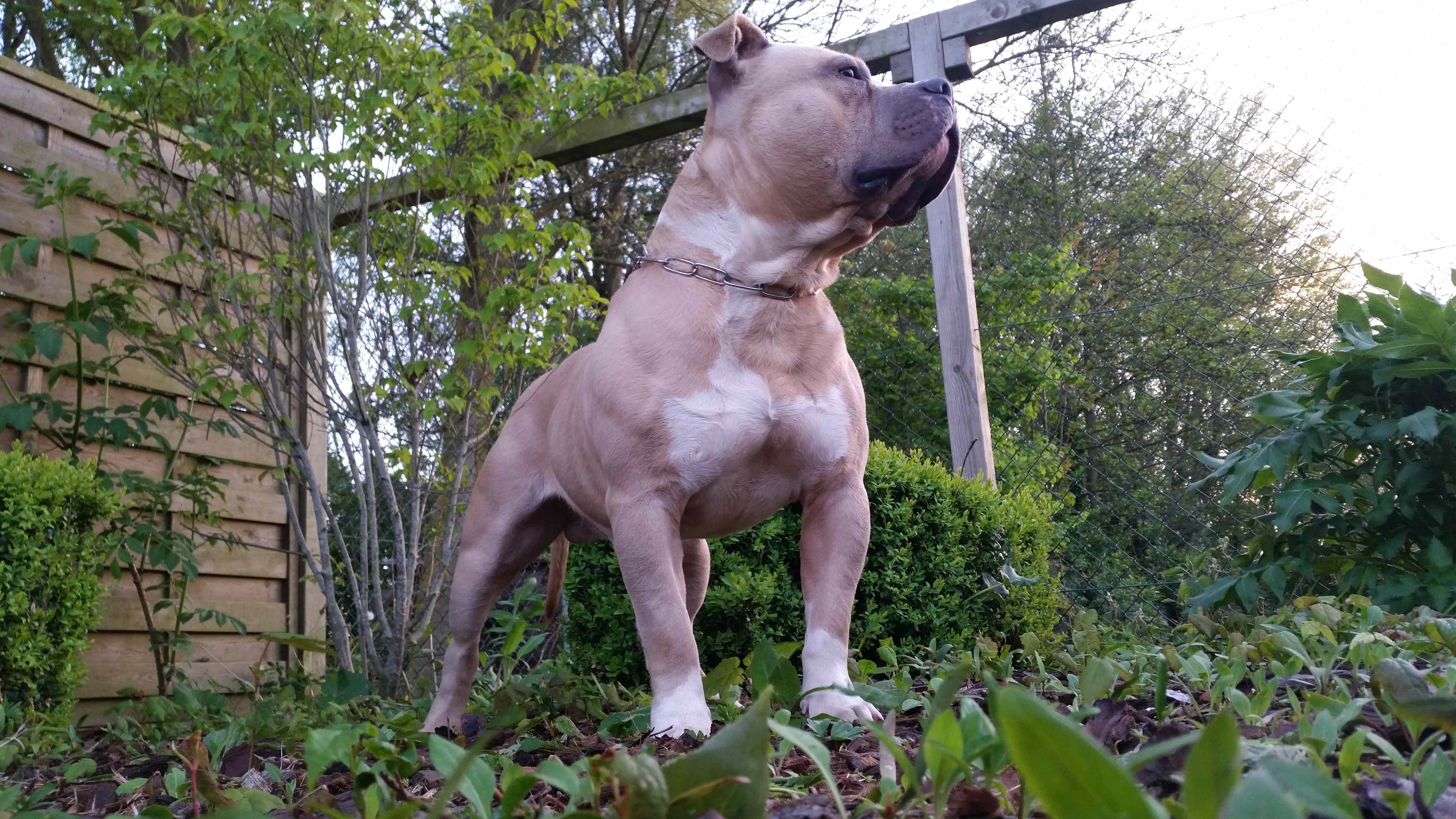 American Bully Kennel The Falcon Lionheart Bloodline Mailo