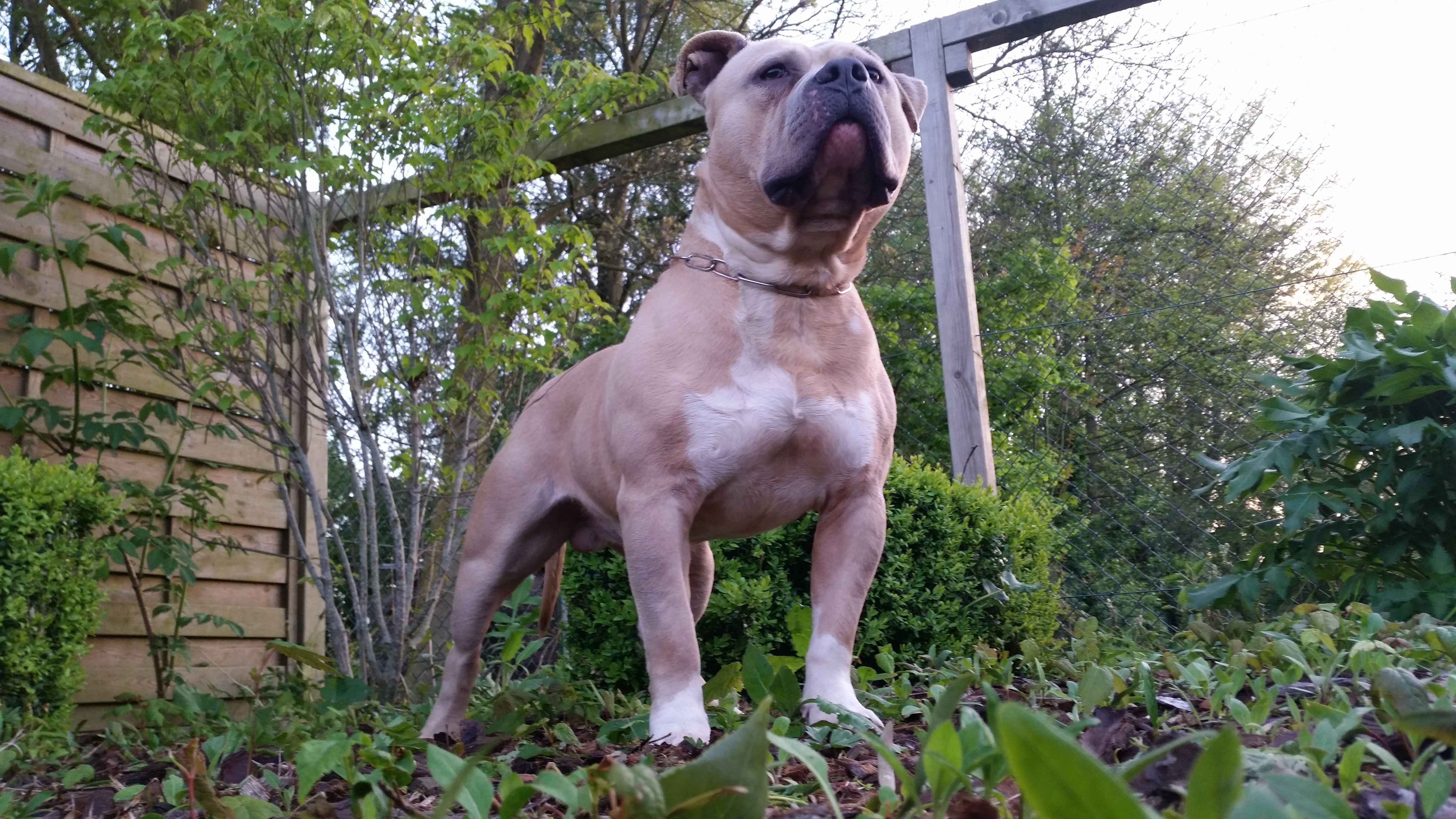 American Bully Kennel The Falcon Lionheart Bloodline Mailo